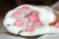 Close-up shot of a short-haired Thai cat`s paws in the middle of the paw with fungal lesions on the cat`s skin, selective focus