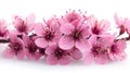 Bright Pink Cherry Blossoms Isolated on White Background - Close-Up Shot Royalty Free Stock Photo