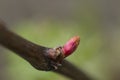 Macro shot of an opening bud on a grape vine Royalty Free Stock Photo