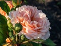 Shrub rose cultivar bred and introduced by David Austin in 1973 \'Charles Austin\' flowering with apricot