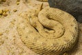 Close up shot of a Sidewinder snake Royalty Free Stock Photo