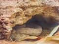 Close up shot of a Sidewinder snake