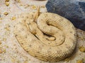 Close up shot of a Sidewinder snake Royalty Free Stock Photo