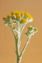 Silver ragwort blossoms