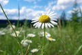 a close-up shot of a single chamomile flower against a green field