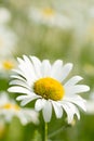 Close-up shot of a single daisy flower Royalty Free Stock Photo