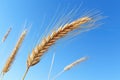 close-up shot of a single ear of wheat against a clear blue sky Royalty Free Stock Photo