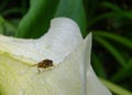 Close-up shot of a single fly sitting on a wet calla lily flower between water drops Royalty Free Stock Photo