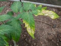 Close-up of a single green leaf with frost damage of a small, young tomato plant growing in a greenhouse in early spring in bright Royalty Free Stock Photo