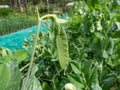 Close-up shot of the single green pea pod on plant with green leaves growing in garden in summer Royalty Free Stock Photo