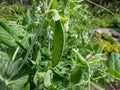 Close-up shot of the single green pea pod on plant with green leaves growing in garden in summer Royalty Free Stock Photo