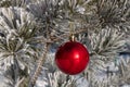 Close up shot of a single red shiny Christmas ball decoration hanging off a Christmas fir tree outside, partially covered in snow Royalty Free Stock Photo