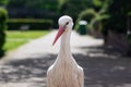 Close-up shot of a single stork standing in a park - Avifauna