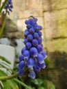 Close-up shot of a single violet-purple Grape Hyacinth (Muscari armeniacum) flower Royalty Free Stock Photo