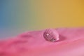 Single water droplet on pink feather