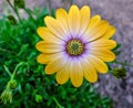 Close up shot of single yellow ornamental daisy Royalty Free Stock Photo