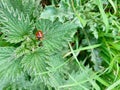 Ladybird marching along a leaf