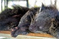 Close up shot of sleeping binturong or bearcat