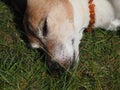 Close up shot of a sleeping Jack Russell Terrier in a garden