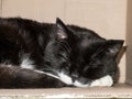 A sleeping cute tomcat in a paper box