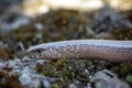 Close-up shot of Slow worm lizard Royalty Free Stock Photo