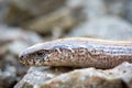 Close-up shot of Slow worm lizard on rocks Royalty Free Stock Photo