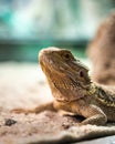 Close up shot of a small agama lizard in a terrarium on a blurry background Royalty Free Stock Photo