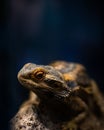 Close up shot of a small agama lizard in a terrarium on a blurry background Royalty Free Stock Photo