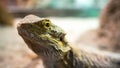 Close up shot of a small agama lizard in a terrarium on a blurry background Royalty Free Stock Photo