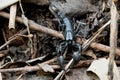 Close-up shot of a small, black Opisthacanthus on a pile of dead leaves in a natural outdoor setting