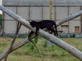 Close up shot of a small black panther resting on wood branches