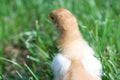 Close up shot of a small chick on green background Royalty Free Stock Photo