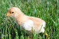 Close up shot of a small chick on green background Royalty Free Stock Photo