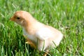 Close up shot of a small chick on green background Royalty Free Stock Photo