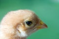 Close up shot of a small chick on green background Royalty Free Stock Photo