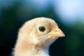 Close up shot of a small chick on green background Royalty Free Stock Photo