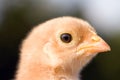 Close up shot of a small chick on green background Royalty Free Stock Photo