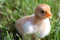 Close up shot of a small chick on green background Royalty Free Stock Photo