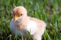 Close up shot of a small chick on green background Royalty Free Stock Photo