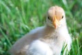 Close up shot of a small chick on green background Royalty Free Stock Photo