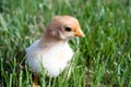 Close up shot of a small chick on green background Royalty Free Stock Photo