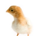 Close up shot of a small chick isolated on background Royalty Free Stock Photo