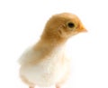Close up shot of a small chick isolated on background Royalty Free Stock Photo