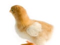 Close up shot of a small chick isolated on background Royalty Free Stock Photo