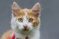 Close-up shot of small cute white-ginger kitten face Royalty Free Stock Photo