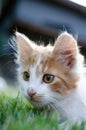 Close-up shot of small cute white-ginger kitten face Royalty Free Stock Photo