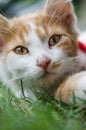 Close-up shot of small cute white-ginger kitten face Royalty Free Stock Photo