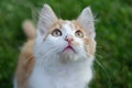 Close-up shot of small cute white-ginger kitten face Royalty Free Stock Photo
