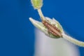 Close up shot of small grasshopper on a plant