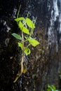 A close up shot of a small green plant growing on a concrete wall covered in algae Royalty Free Stock Photo